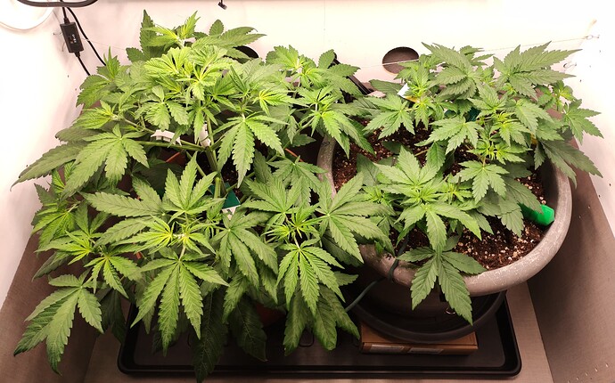 Growreport Bild 19
