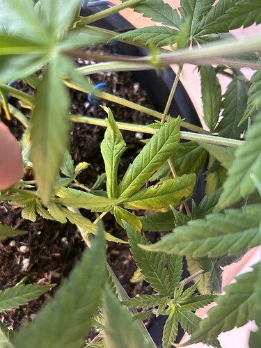 Growreport Bild 37