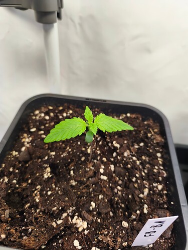 Growreport Bild 19