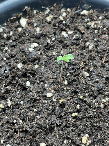 Growreport Bild 3