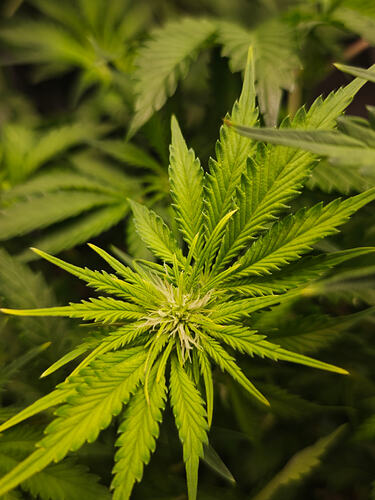 Growreport Bild 30