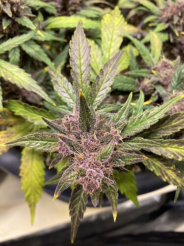Growreport Bild 9