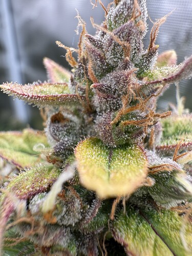 Growreport Bild 20