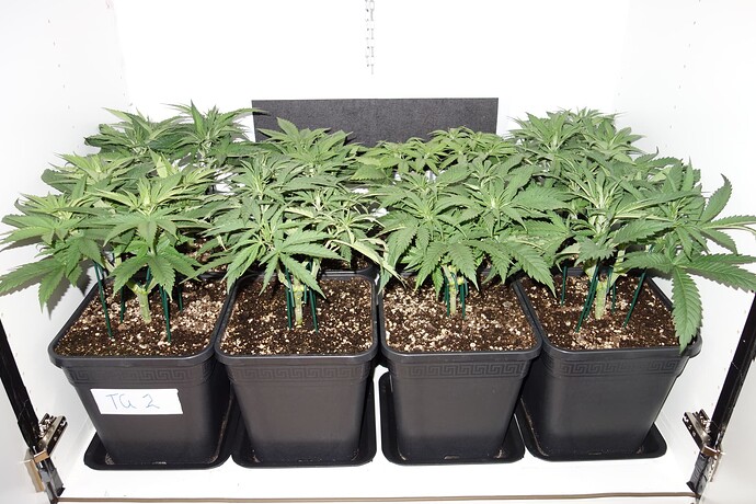 Growreport Bild 6