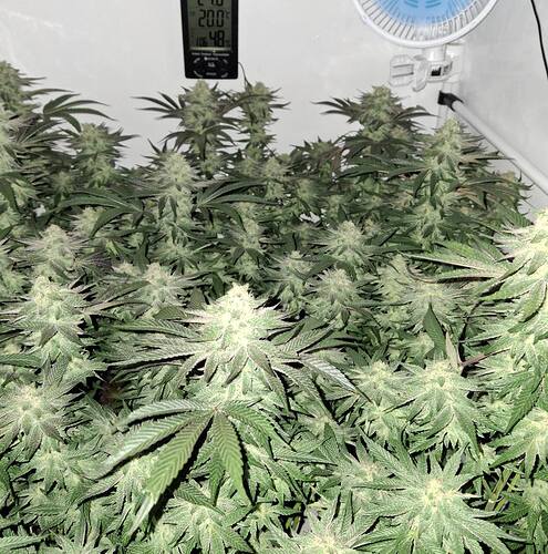 477188133_122167526186293599_136573540656152690_n