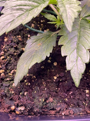 Growreport Bild 6