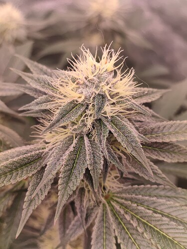 Growreport Bild 102