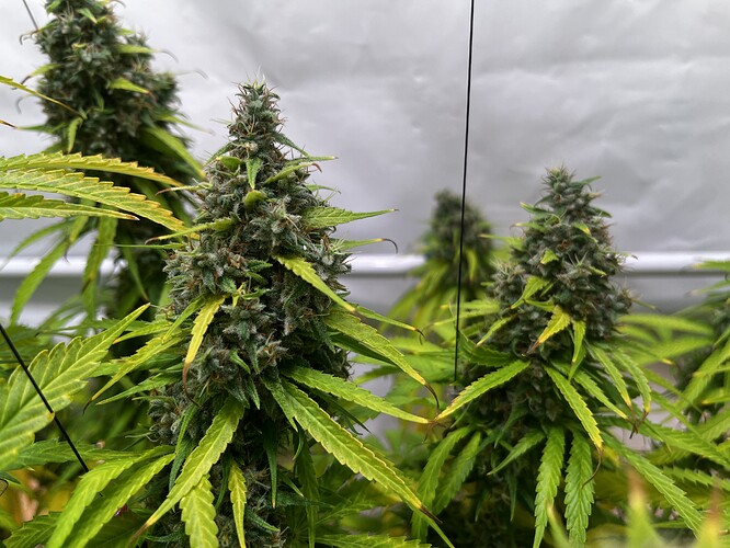 Growreport Bild 7