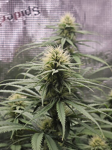 Growreport Bild 9
