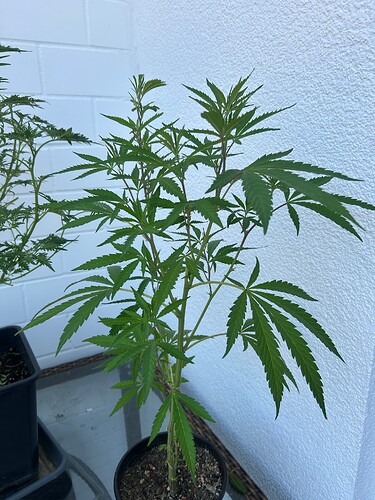 Growreport Bild 7