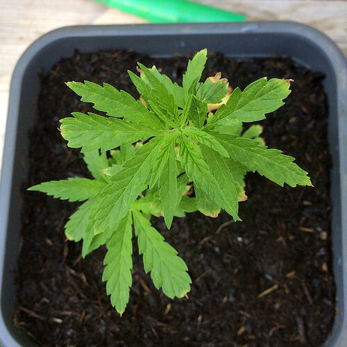 Grow26070825