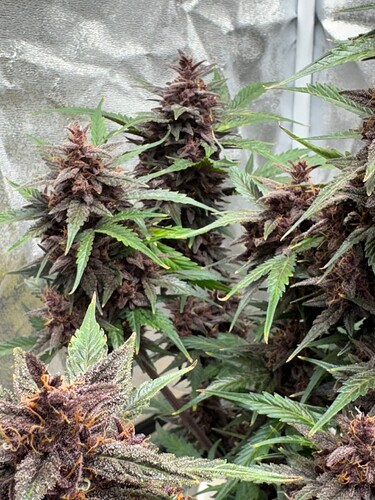 Week 12 Maturing1