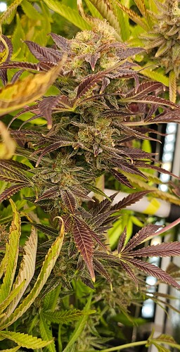 Growreport Bild 15