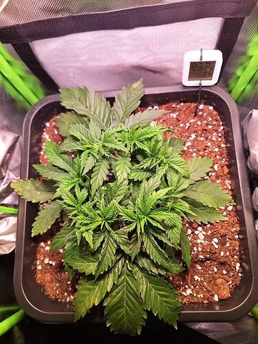 Growreport Bild 2