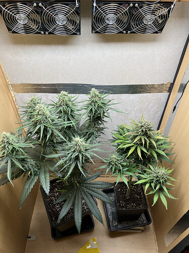 Growreport Bild 2