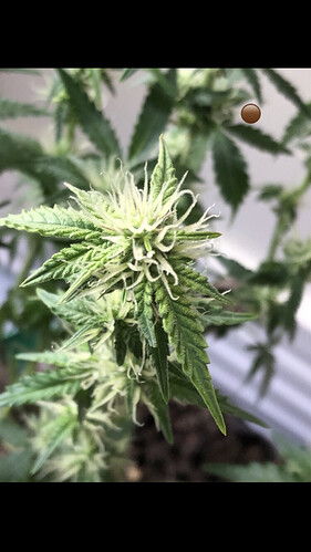 Growreport Bild 44