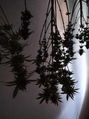 Growreport Bild 1