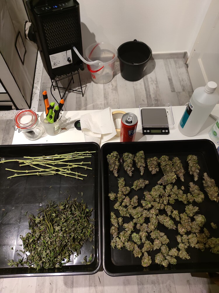 4 Kugeln Gelato zum mitnehmen. 2. Grow Gelato Fem
