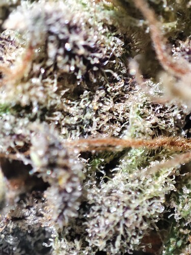 Growreport Bild 6