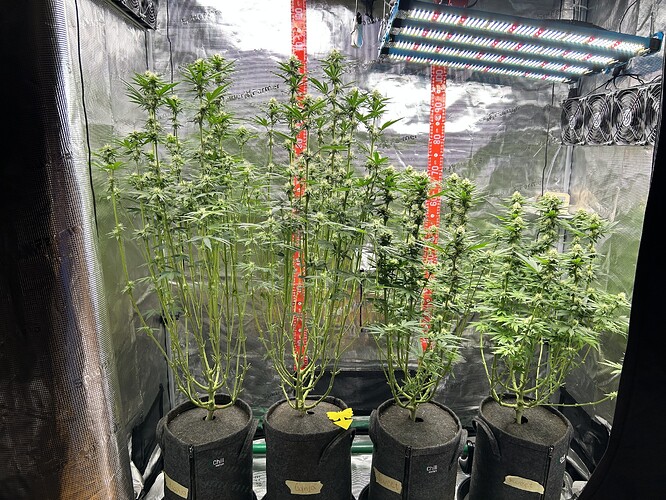 Vier Cannabis-Pflanzen in einem Growzelt unter einer LED-Lampe, in der frühen Blütephase.