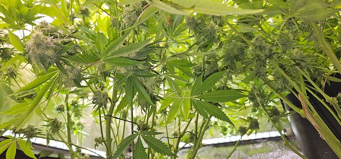 Growreport Bild 33