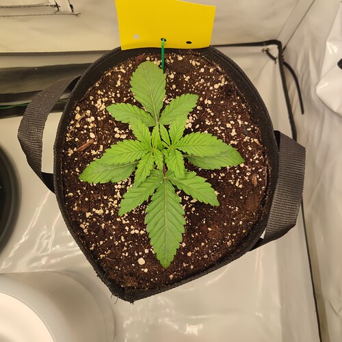 Growreport Bild 5