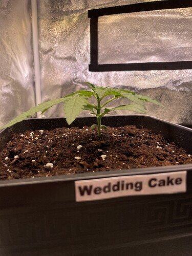 Growreport Bild 7