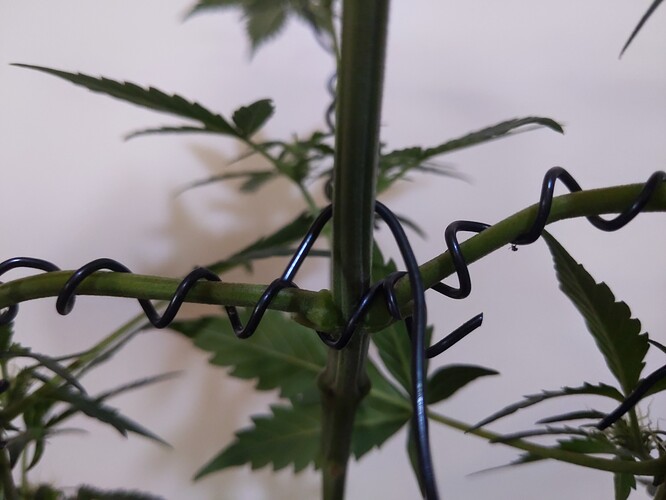 IMG_20240310_115704_100