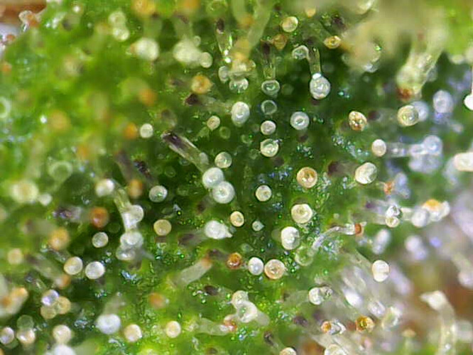 Growreport Bild 2