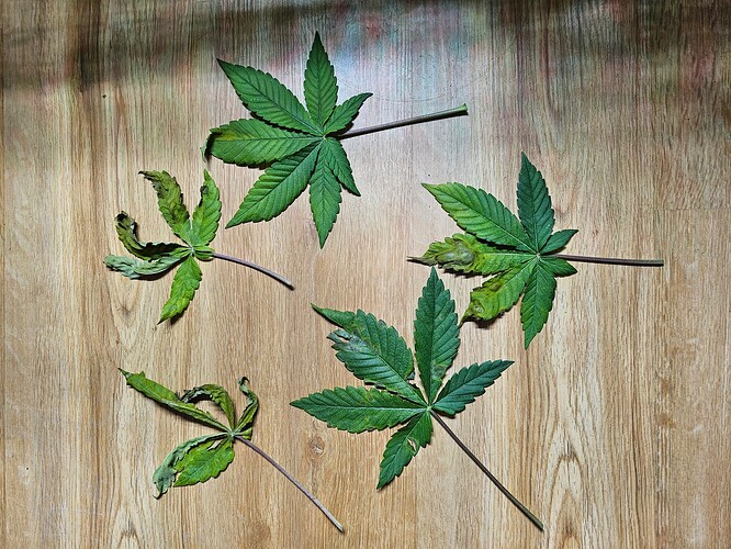 Growreport Bild 2