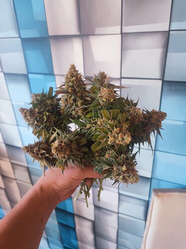 Growreport Bild 16