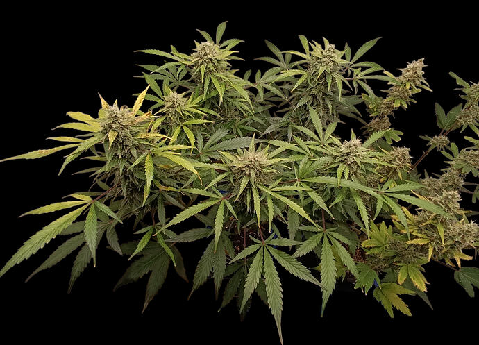 Growreport Bild 10