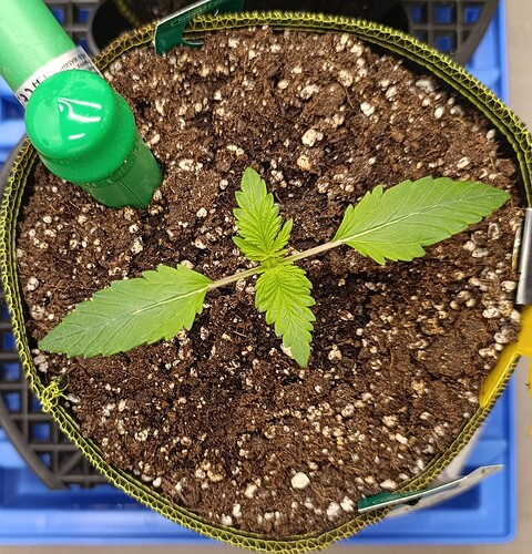 Growreport Bild 5