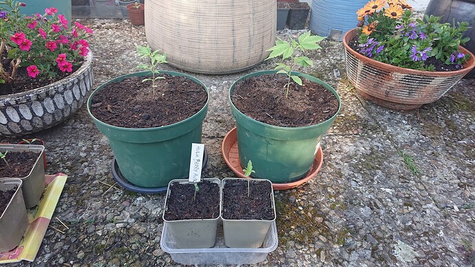 Growreport Bild 58