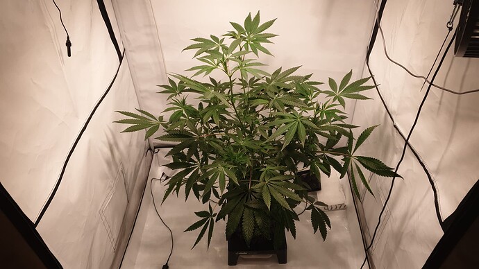 Growreport Bild 3