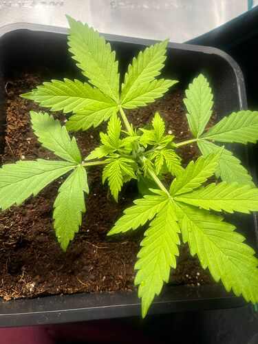 Growreport Bild 4