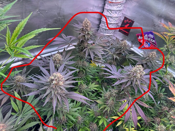 Growreport Bild 35