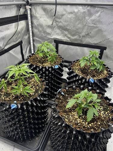 Growreport Bild 2