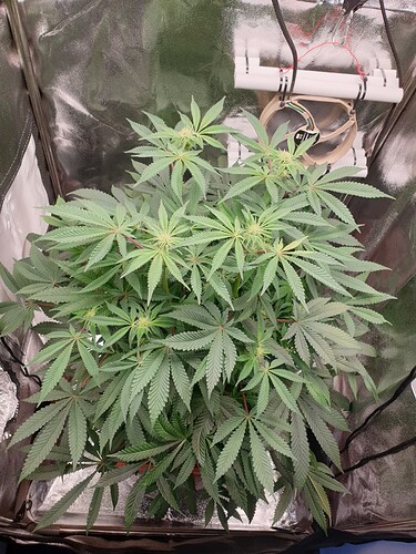 Growreport Bild 1