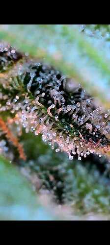 Growreport Bild 19