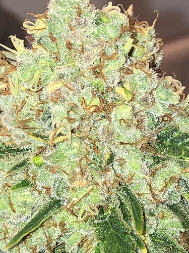 Growreport Bild 3