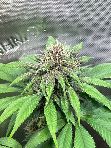 Growreport Bild 4