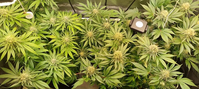 Growreport Bild 4