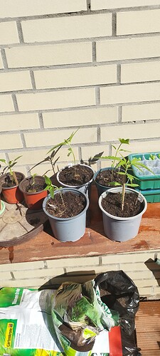 IMG_20250412_113611