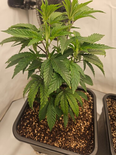 Growreport Bild 14