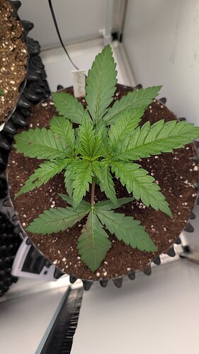 PXL_20250404_075611963