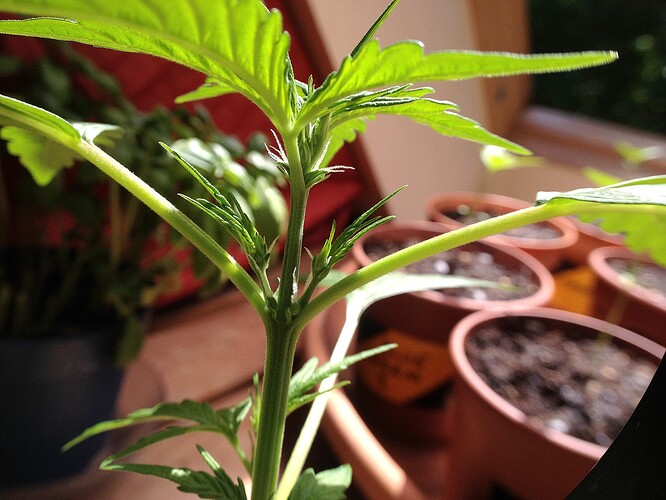 Growreport Bild 32