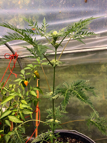 Grow26090608