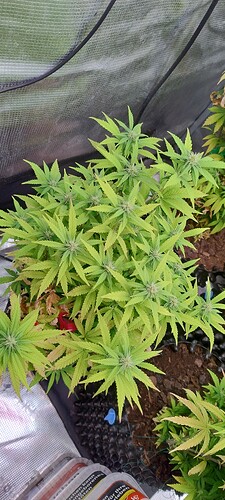 IMG_20251120_202327813_HDR