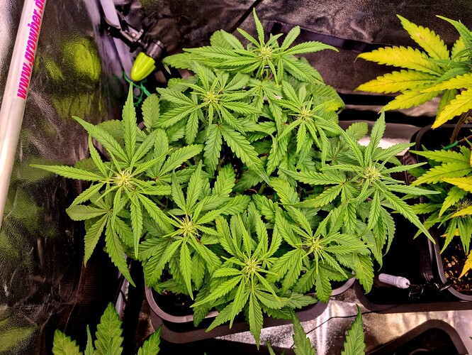 WhatsApp Bild 2024-06-23 um 18.57.36_93808785